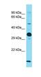 AT-Hook Transcription Factor antibody, orb326576, Biorbyt, Western Blot image 