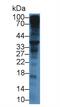 Syndecan 1 antibody, MBS2026435, MyBioSource, Western Blot image 