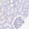 Reticulon-1 antibody, NBP2-38527, Novus Biologicals, Immunohistochemistry paraffin image 