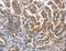 Docking Protein 4 antibody, LS-C404637, Lifespan Biosciences, Immunohistochemistry frozen image 