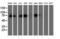 Protein Disulfide Isomerase Family A Member 4 antibody, M07267-2, Boster Biological Technology, Western Blot image 