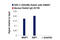 FGR Proto-Oncogene, Src Family Tyrosine Kinase antibody, 96687S, Cell Signaling Technology, Chromatin Immunoprecipitation image 