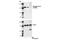 Phospholipase C Gamma 2 antibody, 3874P, Cell Signaling Technology, Western Blot image 