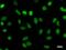 HEXIM P-TEFb Complex Subunit 1 antibody, LS-C342617, Lifespan Biosciences, Immunofluorescence image 