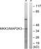 Mitogen-Activated Protein Kinase Kinase 3 antibody, abx012922, Abbexa, Western Blot image 