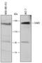 Erb-B2 Receptor Tyrosine Kinase 3 antibody, MAB3482, R&D Systems, Western Blot image 
