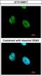 Activating Transcription Factor 7 antibody, GTX104817, GeneTex, Immunofluorescence image 