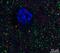 BAI1 Associated Protein 2 antibody, 75-449, Antibodies Incorporated, Immunofluorescence image 