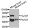 Pannexin 1 antibody, abx005123, Abbexa, Western Blot image 