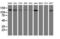 Histone Deacetylase 6 antibody, LS-C172480, Lifespan Biosciences, Western Blot image 