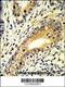 Family With Sequence Similarity 3 Member B antibody, 62-524, ProSci, Immunohistochemistry paraffin image 