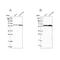 Integrator Complex Subunit 14 antibody, NBP1-90525, Novus Biologicals, Western Blot image 