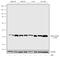 Mitogen-Activated Protein Kinase Kinase 1 antibody, 702581, Invitrogen Antibodies, Western Blot image 