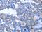 Activin A Receptor Type 2B antibody, LS-C400589, Lifespan Biosciences, Immunohistochemistry frozen image 