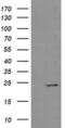 RAB37, Member RAS Oncogene Family antibody, MA5-26105, Invitrogen Antibodies, Western Blot image 