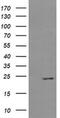 RAB37, Member RAS Oncogene Family antibody, MA5-26105, Invitrogen Antibodies, Western Blot image 