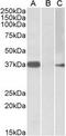 Myogenic Factor 6 antibody, MBS422345, MyBioSource, Western Blot image 