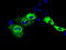 Insulin Like Growth Factor 2 MRNA Binding Protein 2 antibody, LS-C115285, Lifespan Biosciences, Immunofluorescence image 