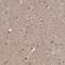 Aryl Hydrocarbon Receptor antibody, NBP1-89974, Novus Biologicals, Immunohistochemistry frozen image 