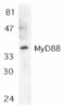 Myeloid differentiation primary response protein MyD88 antibody, AHP552, Bio-Rad (formerly AbD Serotec) , Western Blot image 