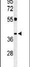 CD300 Molecule Like Family Member F antibody, PA5-26947, Invitrogen Antibodies, Western Blot image 