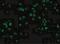 Interleukin 1 Receptor Associated Kinase 2 antibody, NBP1-76641, Novus Biologicals, Immunocytochemistry image 