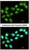 Protein Arginine Methyltransferase 5 antibody, NBP2-19937, Novus Biologicals, Immunocytochemistry image 