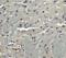 Adiponectin, C1Q And Collagen Domain Containing antibody, 3551, ProSci, Immunohistochemistry frozen image 