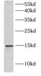 Interleukin 5 antibody, FNab10152, FineTest, Western Blot image 