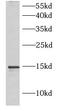 IL5 antibody, FNab10152, FineTest, Western Blot image 