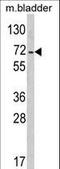 Protein Tyrosine Phosphatase Non-Receptor Type 11 antibody, LS-C162301, Lifespan Biosciences, Western Blot image 