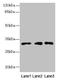 Peroxiredoxin 4 antibody, LS-C377509, Lifespan Biosciences, Western Blot image 