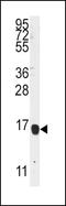 Arachidonate 5-lipoxygenase-activating protein antibody, PA5-15067, Invitrogen Antibodies, Western Blot image 