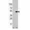 ATF4 antibody, F40076-0.4ML, NSJ Bioreagents, Western Blot image 