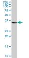 Purine Rich Element Binding Protein A antibody, H00005813-M05, Novus Biologicals, Western Blot image 