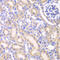 Adenylate Kinase 4 antibody, 18-467, ProSci, Immunofluorescence image 