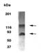 Breast carcinoma-amplified sequence 1 homolog antibody, 34017, QED Bioscience, Western Blot image 