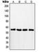 RAD18 E3 Ubiquitin Protein Ligase antibody, orb215230, Biorbyt, Western Blot image 