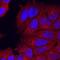 Semaphorin 3C antibody, MAB1728, R&D Systems, Immunocytochemistry image 