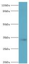 Stomatin antibody, MBS1496156, MyBioSource, Western Blot image 