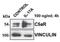 Complement C3a Receptor 1 antibody, NBP2-15649, Novus Biologicals, Western Blot image 