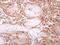 Inosine Triphosphatase antibody, NBP1-32494, Novus Biologicals, Immunohistochemistry frozen image 