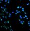 Arginase 2 antibody, A02244, Boster Biological Technology, Immunofluorescence image 