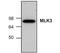 Mitogen-Activated Protein Kinase Kinase Kinase 11 antibody, NBP1-45711, Novus Biologicals, Western Blot image 