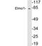 Engulfment And Cell Motility 1 antibody, LS-C199842, Lifespan Biosciences, Western Blot image 