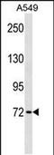 Kelch Repeat And BTB Domain Containing 7 antibody, PA5-49060, Invitrogen Antibodies, Western Blot image 