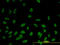 Ras Association Domain Family Member 8 antibody, LS-C133684, Lifespan Biosciences, Immunofluorescence image 