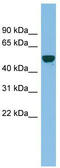 Ganglioside Induced Differentiation Associated Protein 2 antibody, TA344979, Origene, Western Blot image 