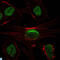 Sirtuin 1 antibody, LS-C812768, Lifespan Biosciences, Immunofluorescence image 