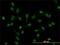 Lymphoid Enhancer Binding Factor 1 antibody, H00051176-M03, Novus Biologicals, Immunofluorescence image 